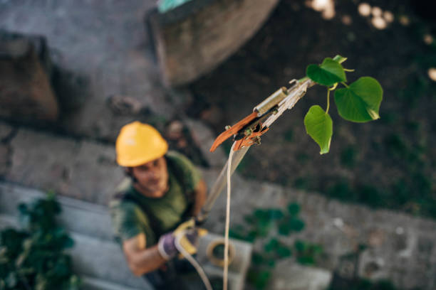 How Our Tree Care Process Works  in  Gibbstown, NJ