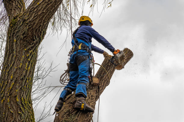 Professional  Tree Services in Gibbstown, NJ